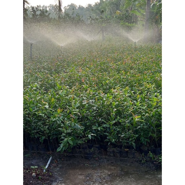 Mai quấn rễ 80 cm trở lên