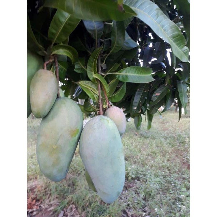 CÂY XOÀI ĐÀI LOAN