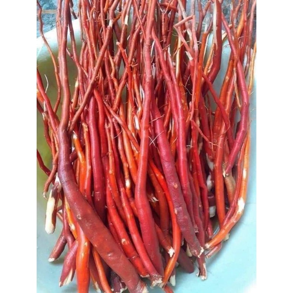 Sâm Cau Đỏ tươi 1kg