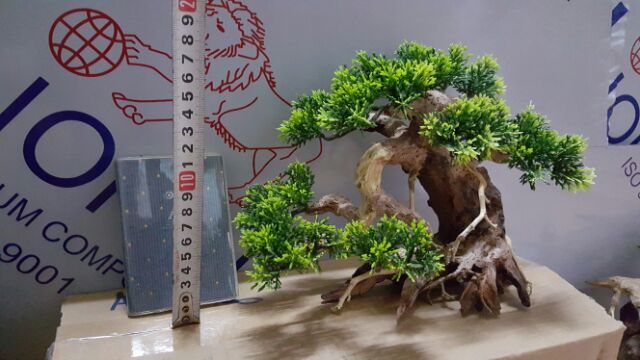 Lũa Bonsai Tùng hồ cá- ngan 25 cm,cao 17 cm