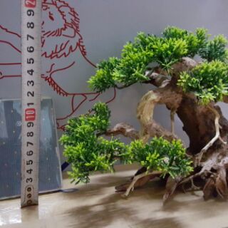 Lũa Bonsai Tùng hồ cá nhiều size.