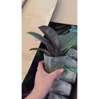 lan hồ điệp ngồng