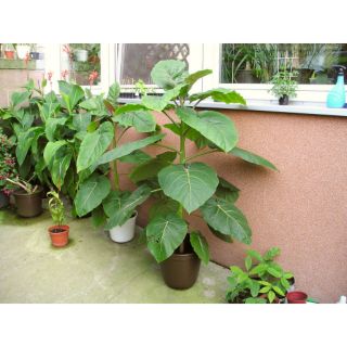 Hạt Giống Cà Chua Thân Gỗ - 20 Hạt - HÀNG CÔNG TY