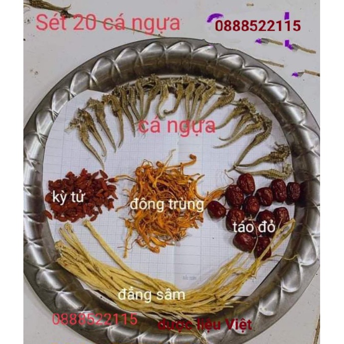 sét ngâm rượ.u cá ngựa đặc biệt