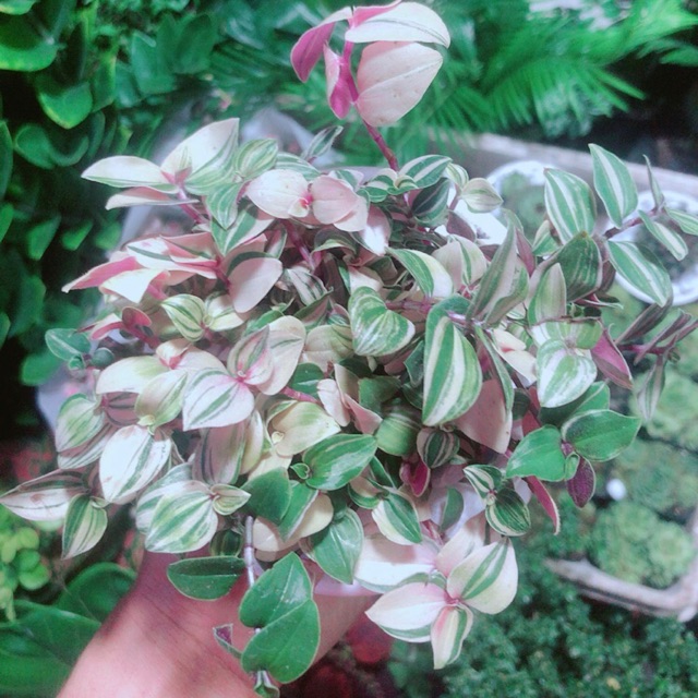 Cây Thằn Lằn Thái Kèm Chậu Sứ