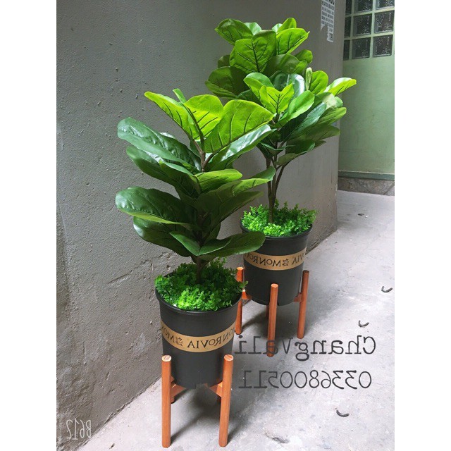 Cây giả - cây bàng singapo1,1m kèm chậu giống thaath 99%