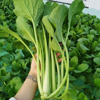 Hạt giống rau cải ngọt cao sản