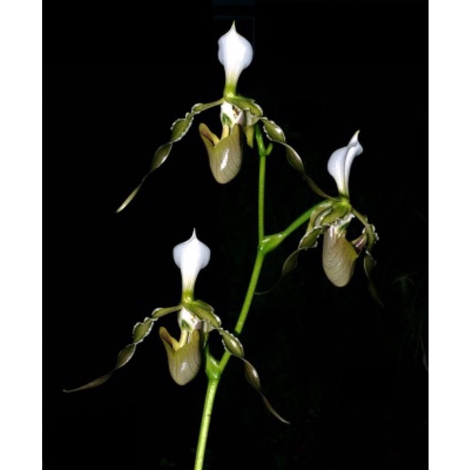 LAN HÀI RÂU TRỒNG THUẦN CHẬU