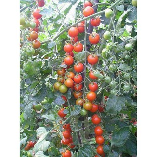Hạt giống cà chua chuỗi ngọc 10 hạt