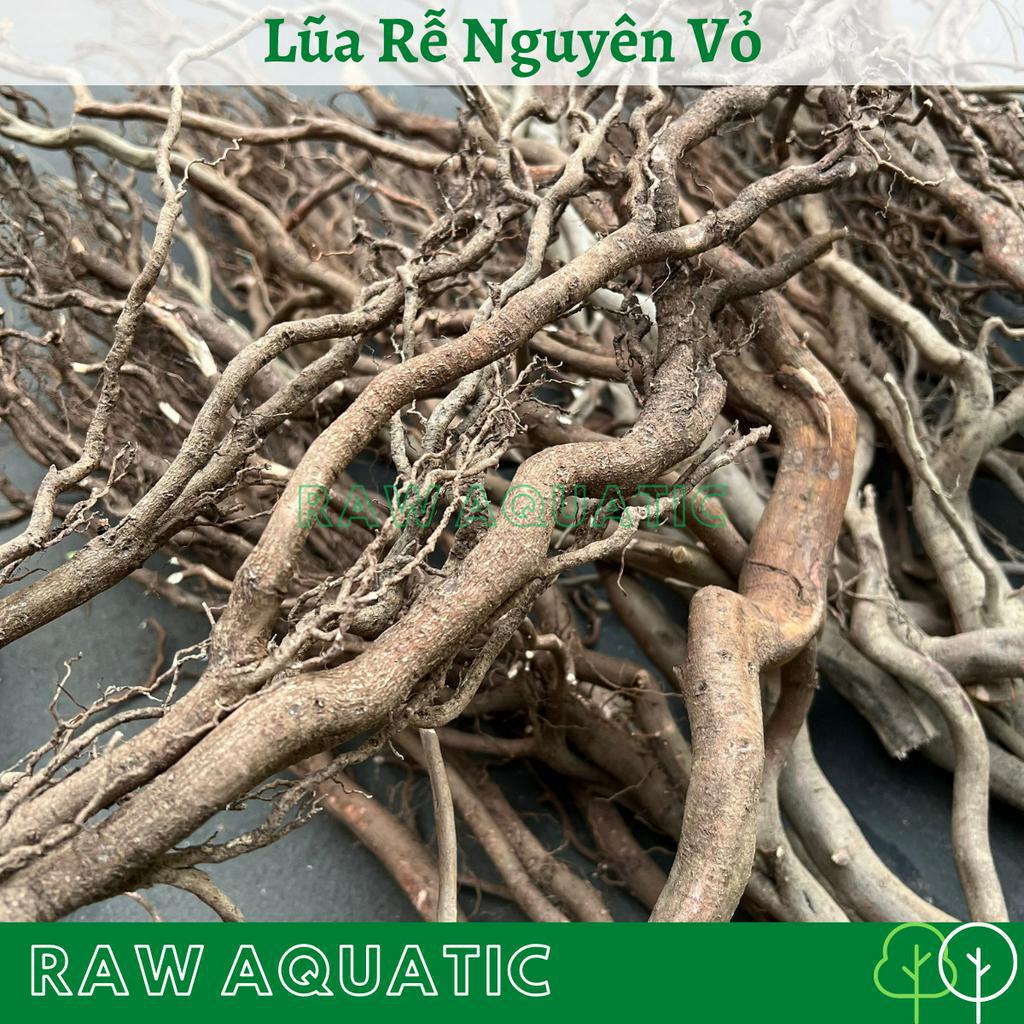 Lũa Rễ Nguyên Vỏ Trang Trí, Setup Bể Cá Cảnh, Bể Thủy Sinh, Bố Cục Bán Cạn, Layout Vách