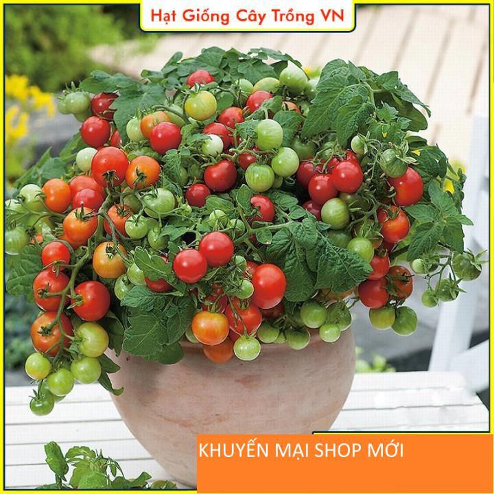 Hạt giống Cà Chua Bi Đỏ Lùn Dễ Trồng, Trái Sai, Chịu Nhiệt Tốt khuyến mại shop mới