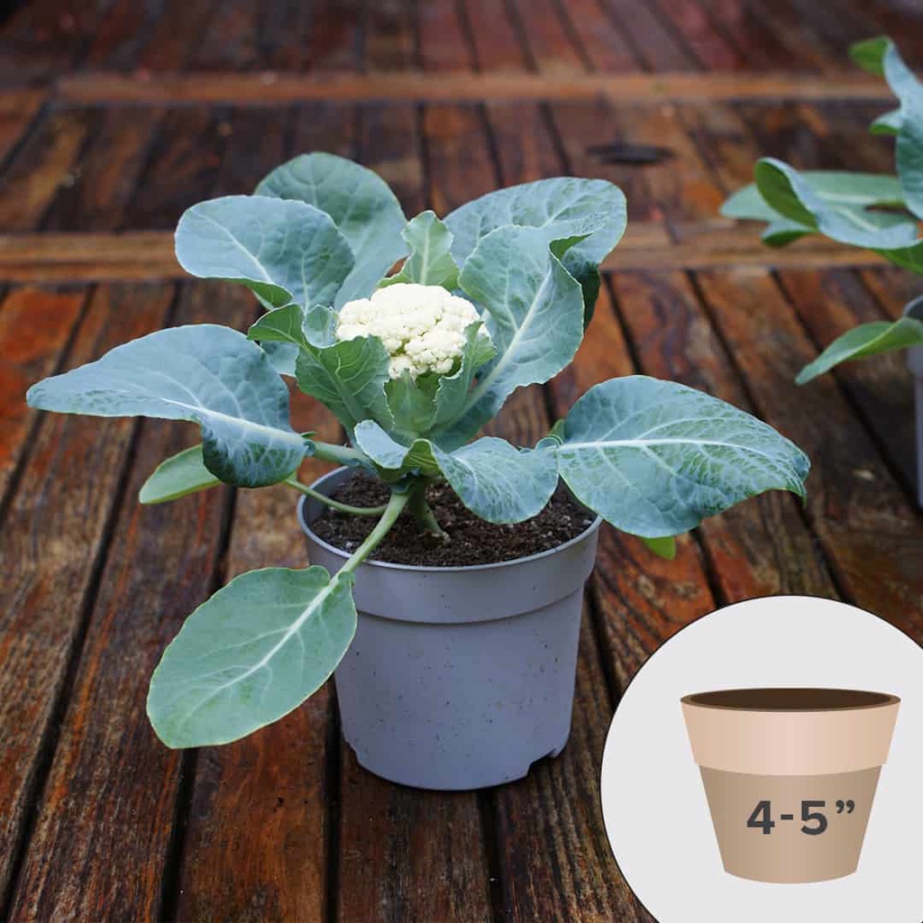 1 Cây BÔNG CẢI XANH/TRẮNG SÚP LƠ cao 5-10cm.200ktặng0.5Ldịchtrùn. SHIP 30PHÚT KHO QUẬN11,7,9,THỦĐỨC, PHÚNHUẬN