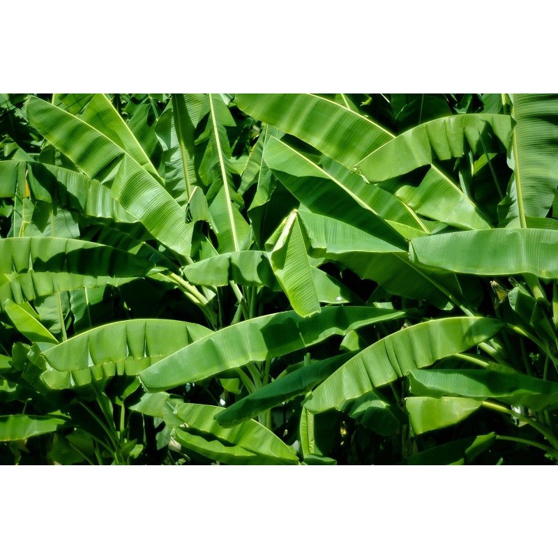 lá chuối tươi⚡1kg lá chuối tươi
