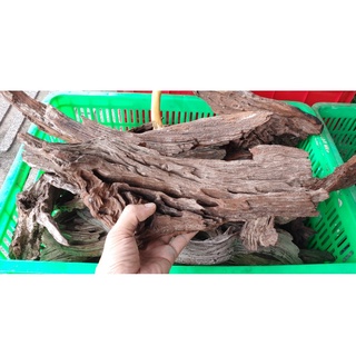 Lũa San Đá Miếng [1KG] SetUp Hồ Thuỷ Sinh | Trang Trí Hồ Cá | Size Mini đến size Lớn