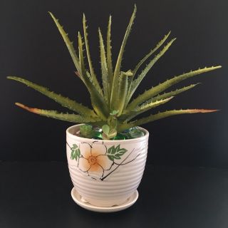 🍀CHẬU HOA VẢI - NHA ĐAM lá xanh MS020
