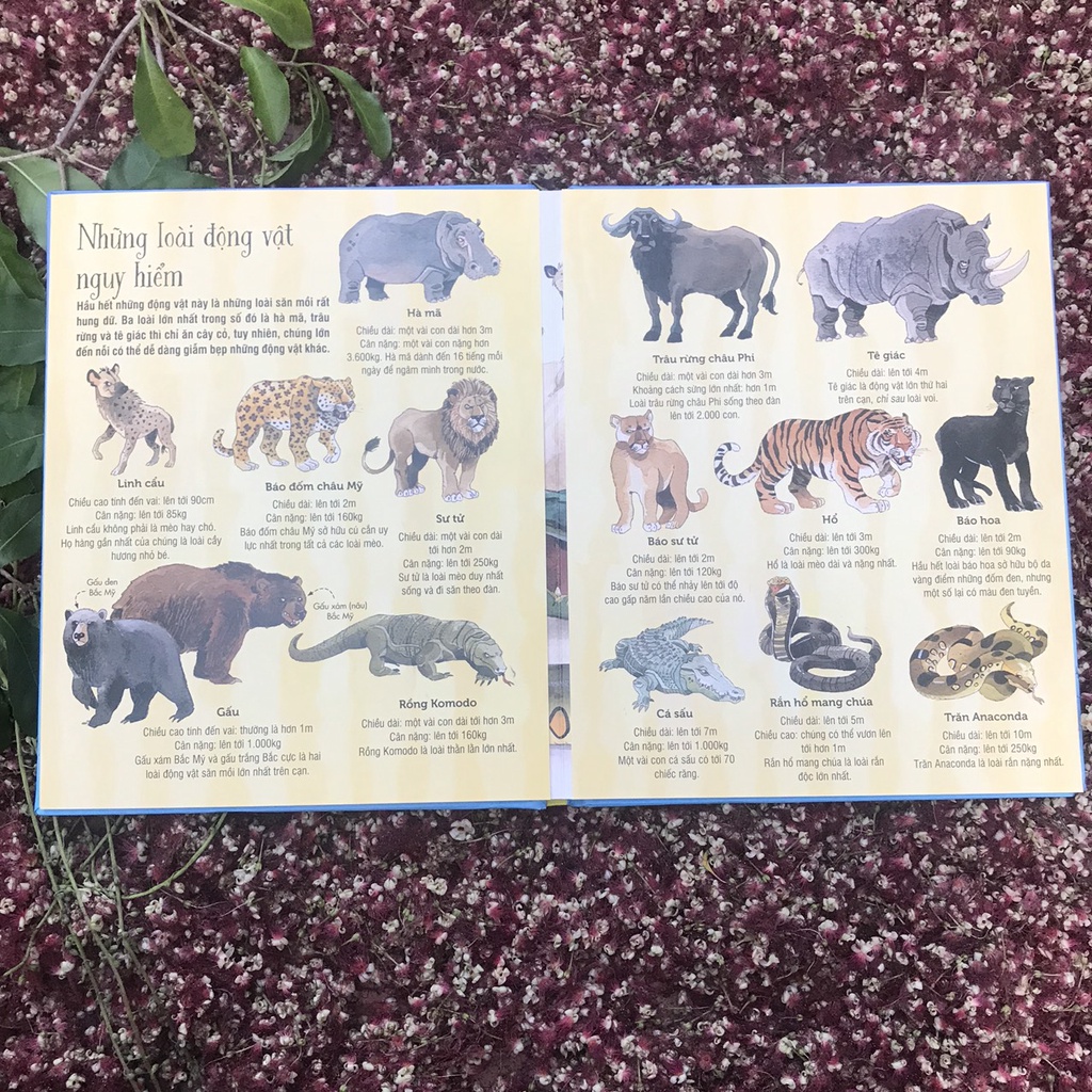 Sách-Sách tương tác - Big book - Cuốn sách khổng lồ về các loài động vật khổng lồ