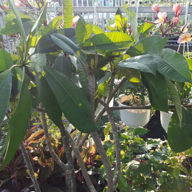 Cây 🌲 Sứ Đại  Nhập Thái