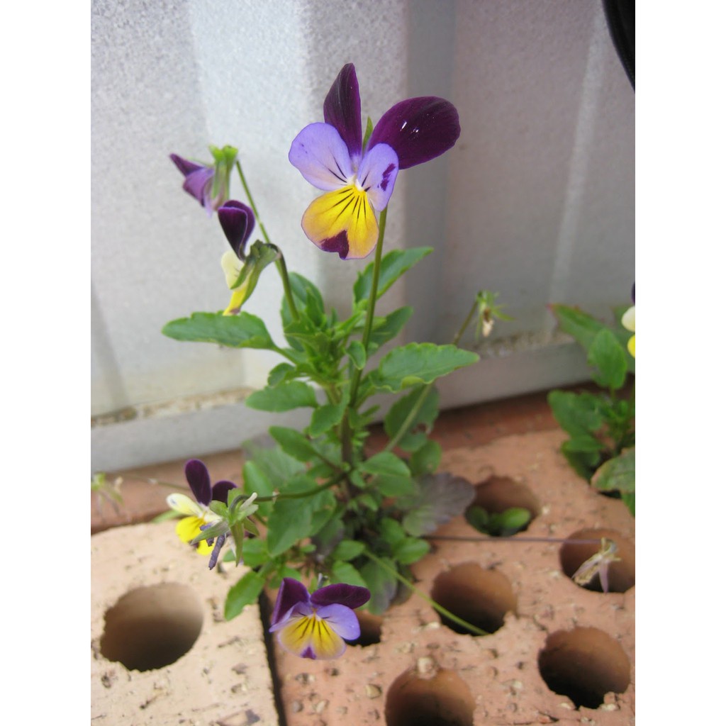 Bán buôn HẠT GIỐNG HOA PANSY nhiềumàu tặng 1 phânbón bao đẹp