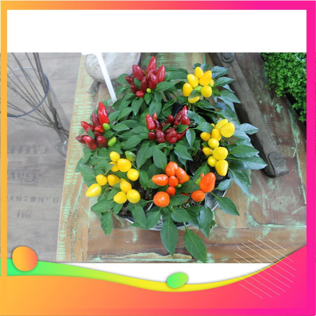 Hạt Giống Ớt Ngũ Sắc - 30 Hạt  VIETGAR