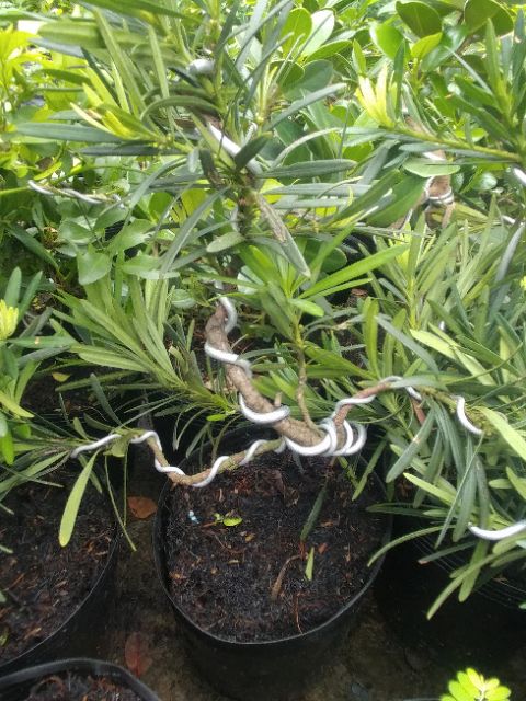 Cây tùng la hán bonsai mini