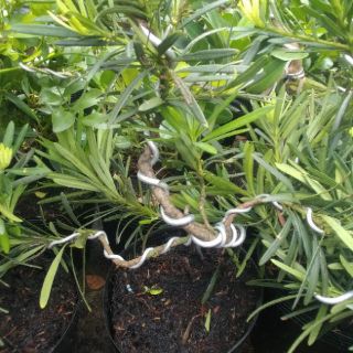 Cây tùng la hán bonsai mini
