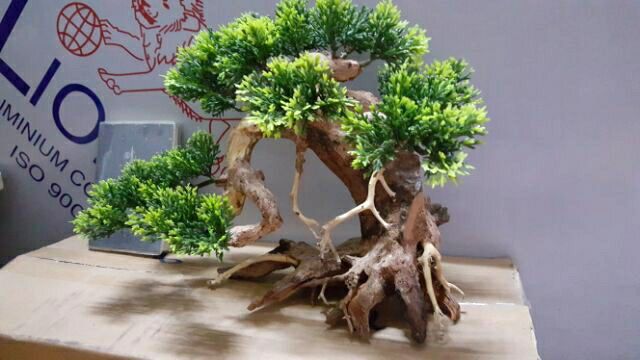 Lũa Bonsai Tùng hồ cá- ngan 25 cm,cao 17 cm