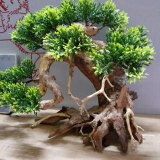 Lũa Bonsai Tùng hồ cá nhiều size.