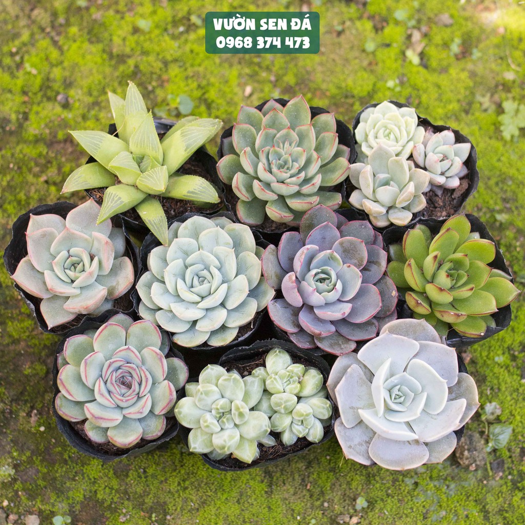 Combo 10 loại sen đá cỡ nhỏ ngẫu nhiên 5-7cm