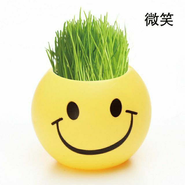 Chậu cây mini để bàn