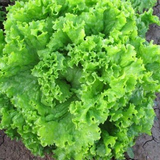 5Gr Hạt Giống Xà Lách Xoan Xanh luckyseed hạt siêu rẻ