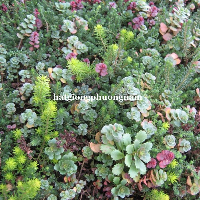 50H - HẠT GIỐNG SEN ĐÁ SEDUM