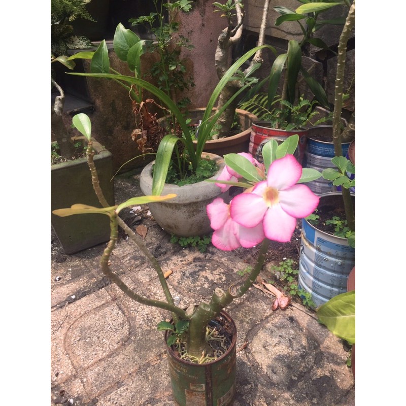 Cây sứ con màu ngẫu nhiên