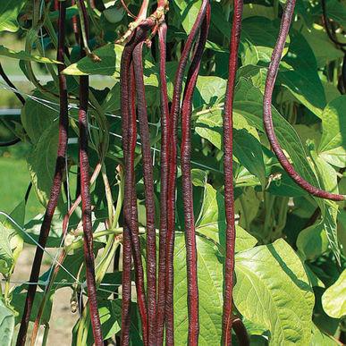 10g Hạt giống đậu đũa tím