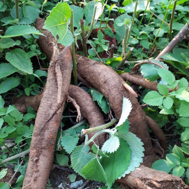 1kg Củ Gai Tươi , - An Thai ( Củ Tươi Mới Đào )