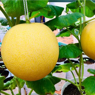 Hạt giống dưa lưới da vàng ( gói 100 hạt )