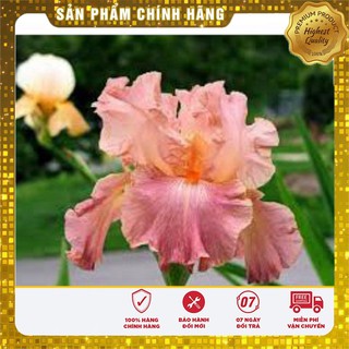 Hạt Giống Hoa Diên Vĩ Hồng