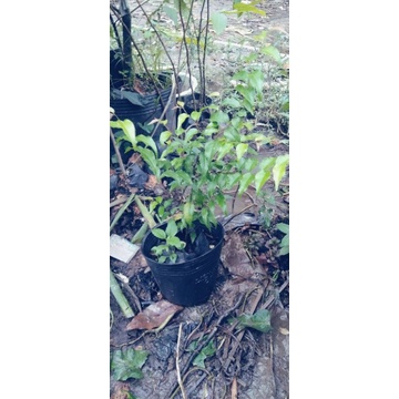Chậu cây hồng quân cao 60-100cm, cây đẹp, nhiều nhánh