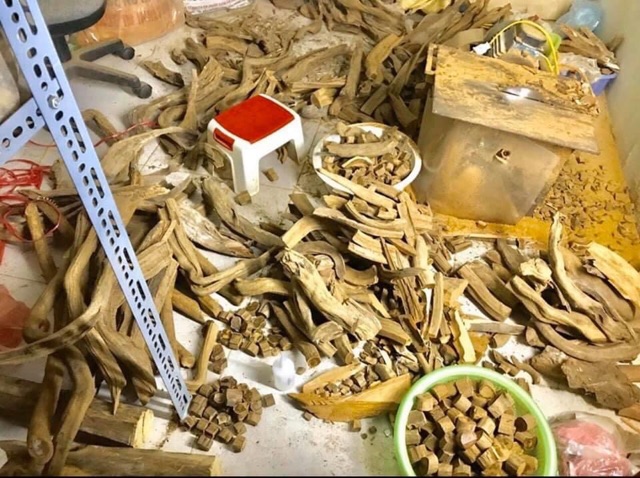 Nụ Hoàng Đàn