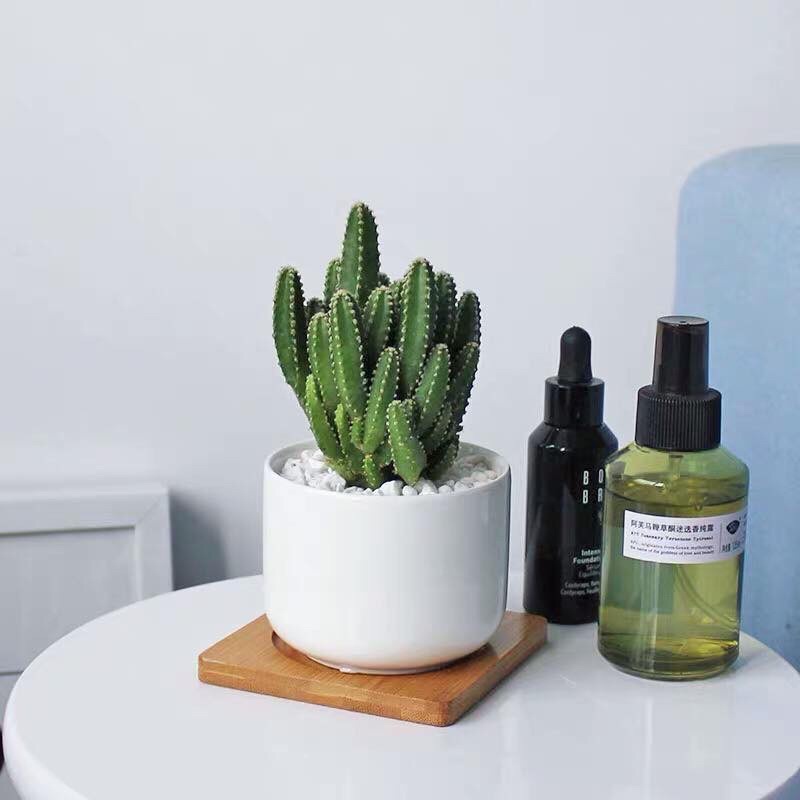 TONER XỊT Ủ MỤN GIÚP NGỪA MỤN BỌC MỤN TRỨNG CÁ toner verbenone rosemary | BigBuy360 - bigbuy360.vn