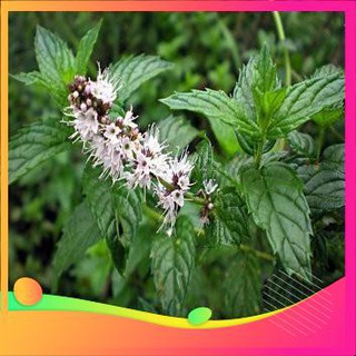 Hạt Giống Cây Bạc Hà -50 Hạt VIETGAR