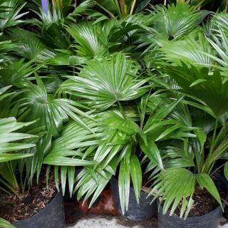 ☘️🍃Cây cọ☘️🍃