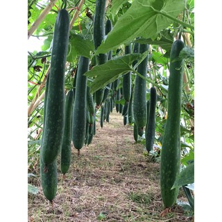 Hạt giống bí đao cơm xanh F1 VTP06 | Vạn Tín Store