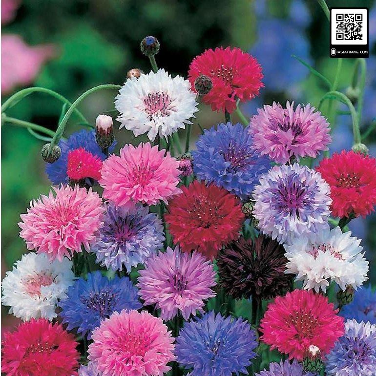 ( SIÊU HOT ) Hạt giống hoa Trúc Mai mix nhiều màu 100 hạt