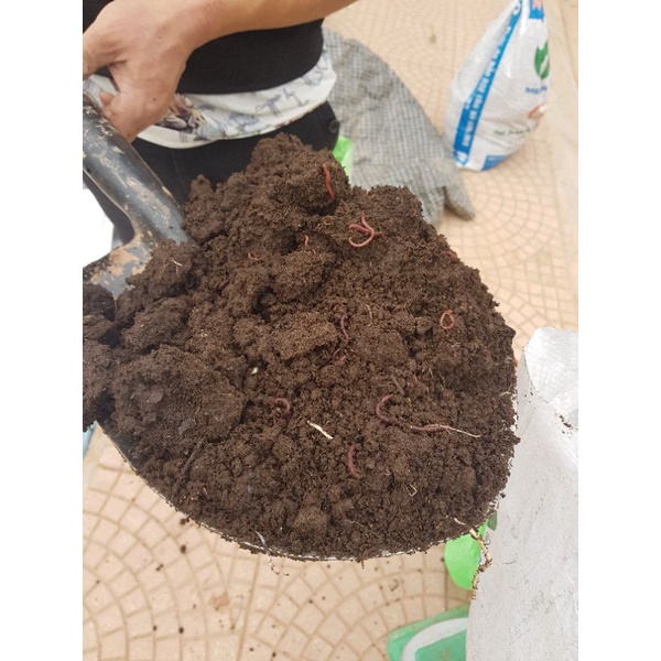 20kg / 1 tải Phân trùn quế tươi có lẫn trứng và giun 0338 073163 lấy trực tiếp từ trang trại