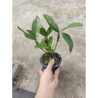 Kiều vàng Thái