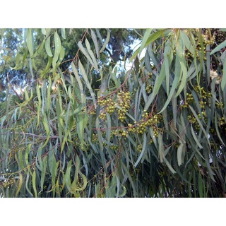 Hạt giống cây bạch đàn trắng KNS112 -50gram