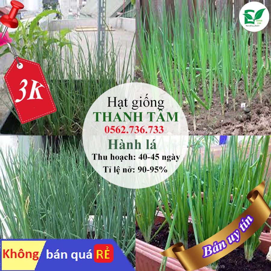 [ Deal 3K ] - 200 hạt giống Hành lá ( Hạt giống Thanh Tâm )