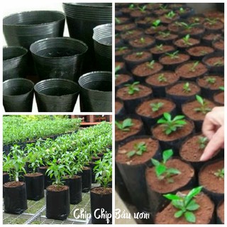 Túi bầu ươm cây(Hàng loại 1) size 10x10