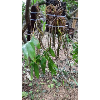 Hoa phong lan phi điệp vàng tây bắc