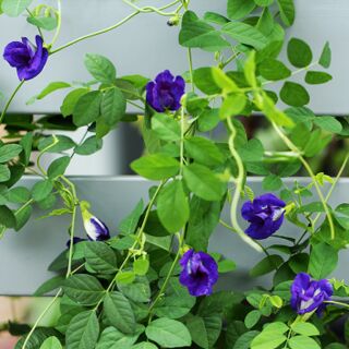 Gói 10 hạt giống hoa thảo dược đậu biếc